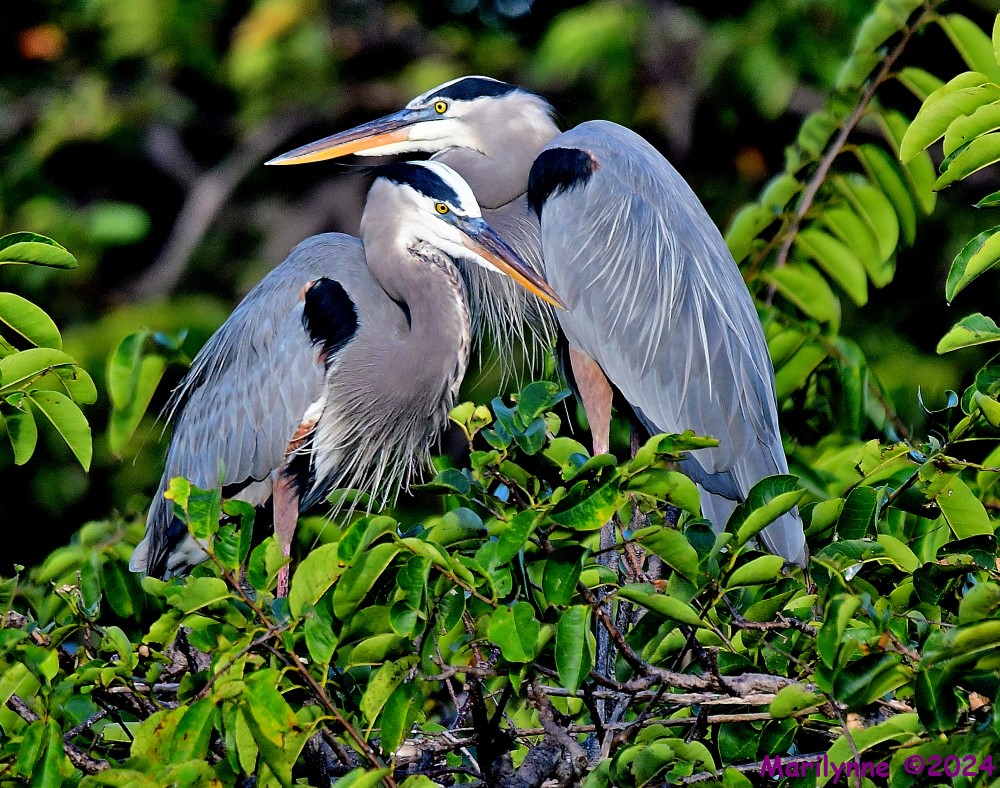 DSC_4927_001.JPG