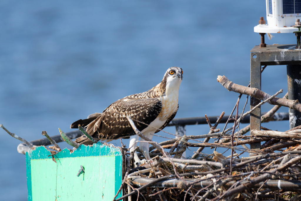 DSC_4928_DxO.jpg