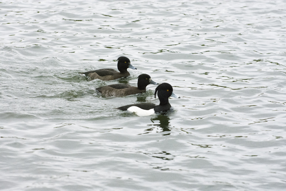 DSC_4929.jpg