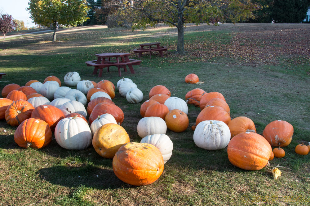 DSC_4931.jpg