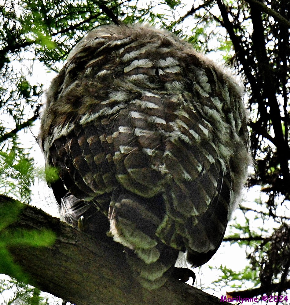DSC_4931_001.JPG