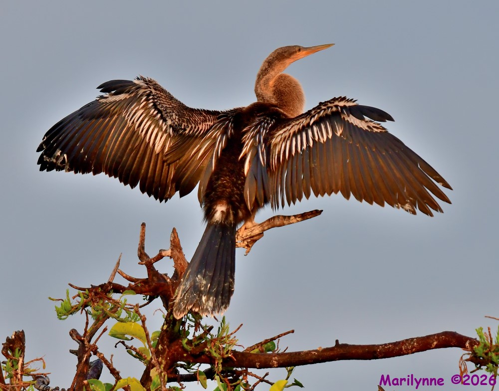 DSC_4934_001.JPG