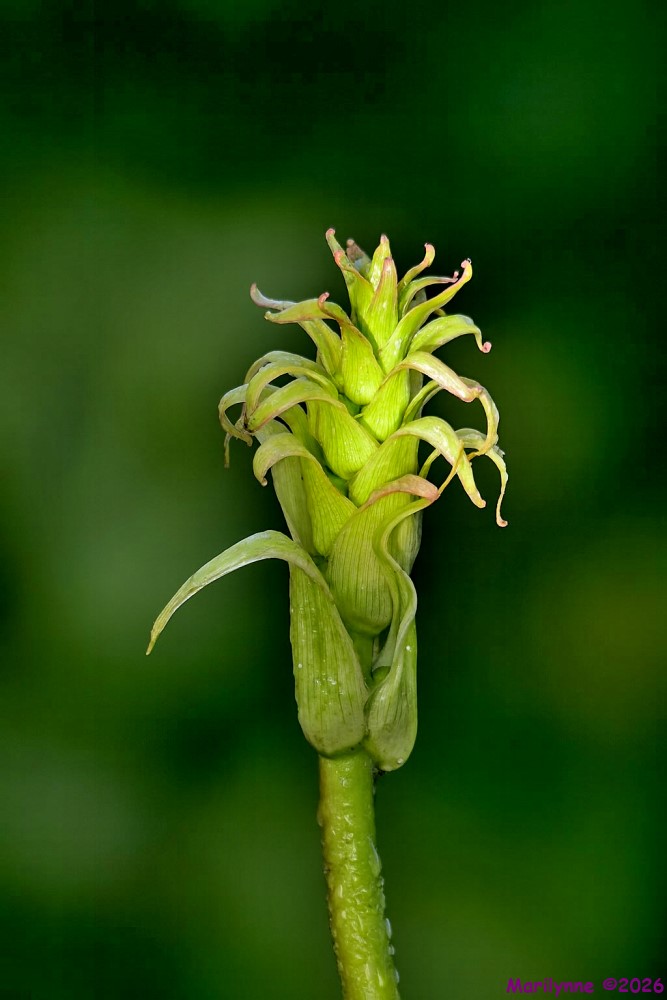 DSC_4935 copy_001.JPG