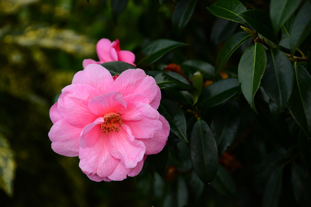 DSC_4936.jpg