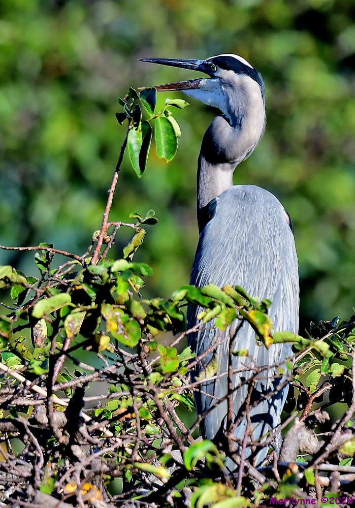 DSC_4936_001.JPG