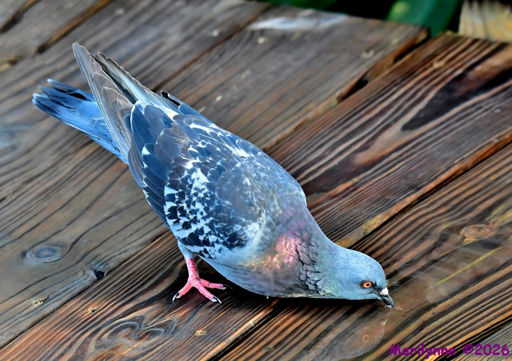 DSC_4936_stitch7_001.JPG