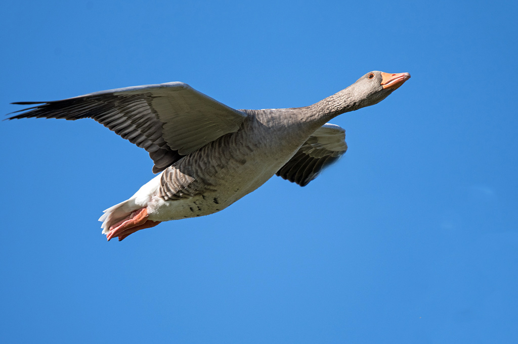 DSC_4937.jpg