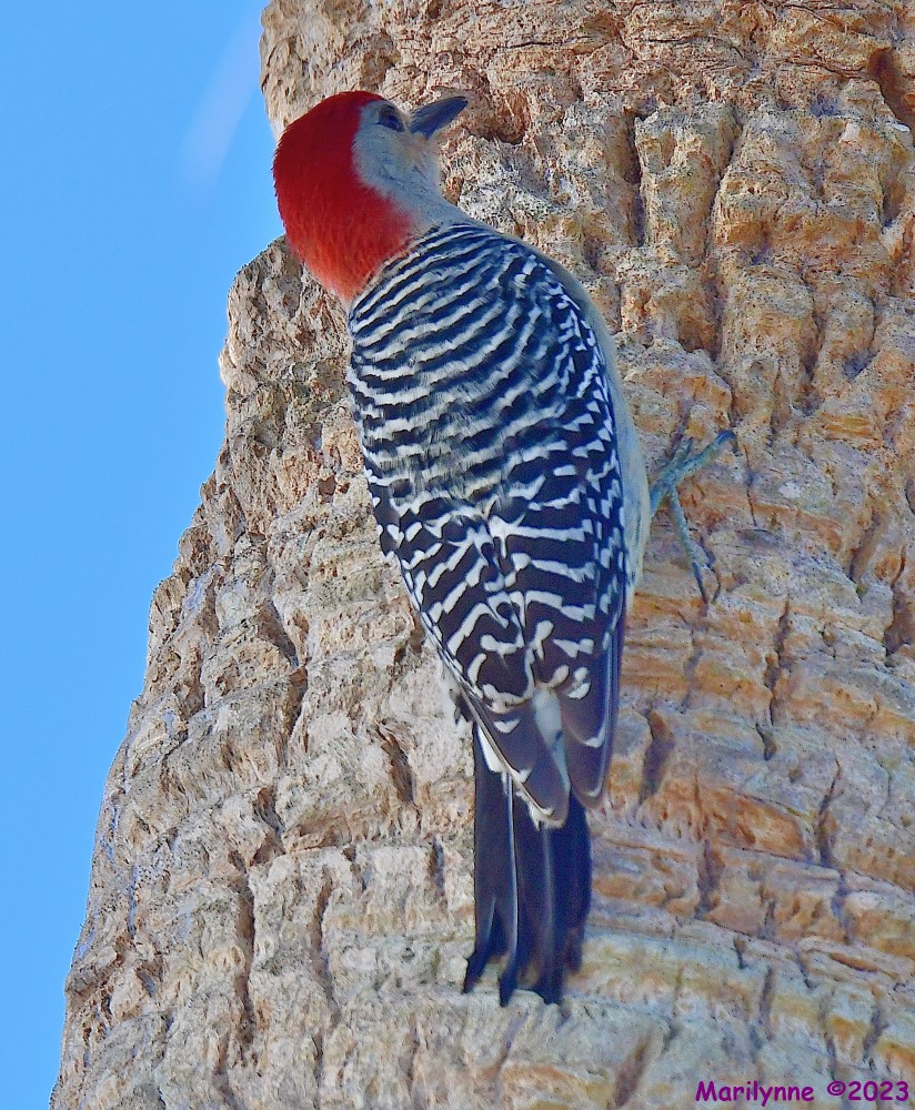 DSC_4937_001.JPG