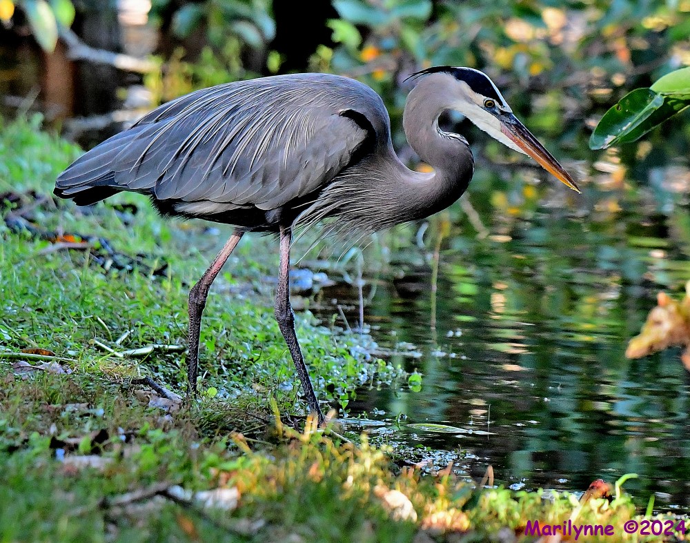 DSC_4937_001.JPG