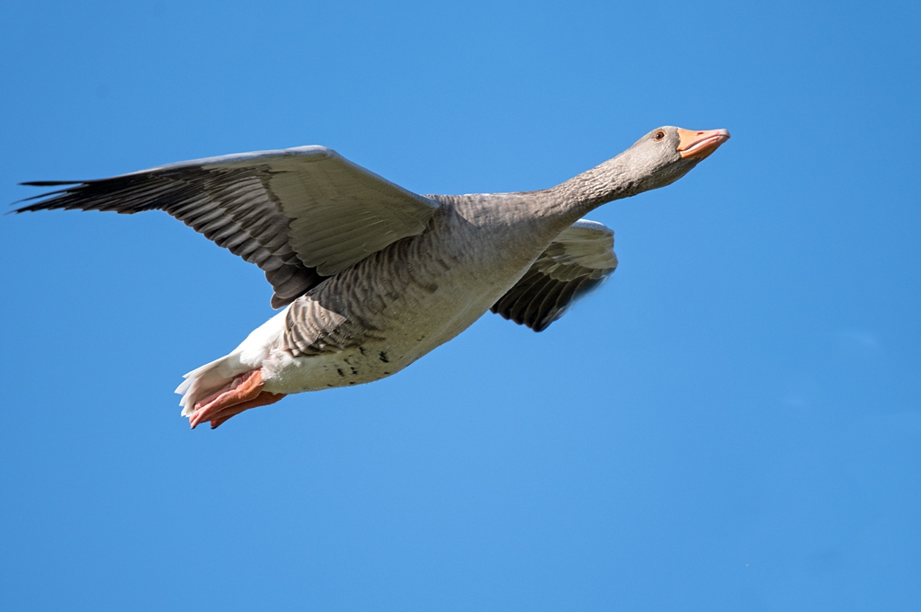 dsc_4937_37287183565_o.jpg