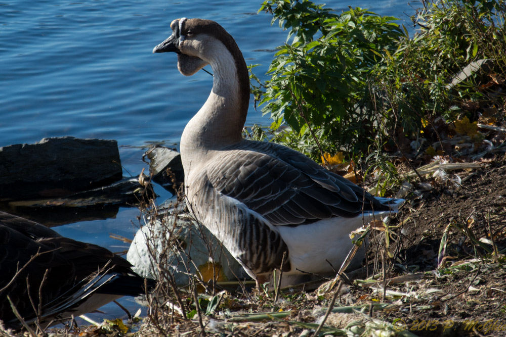 DSC_4938.jpg