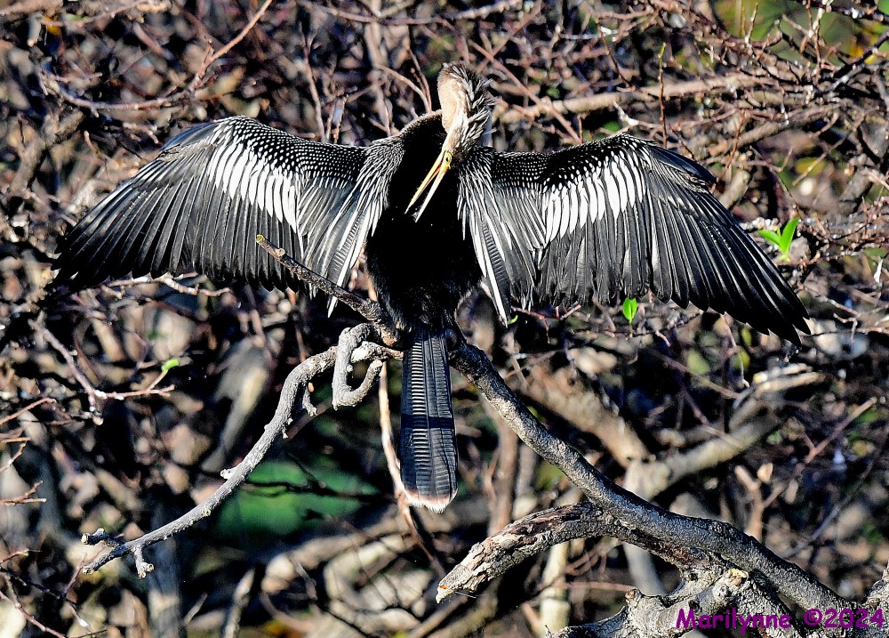 DSC_4938_001.JPG