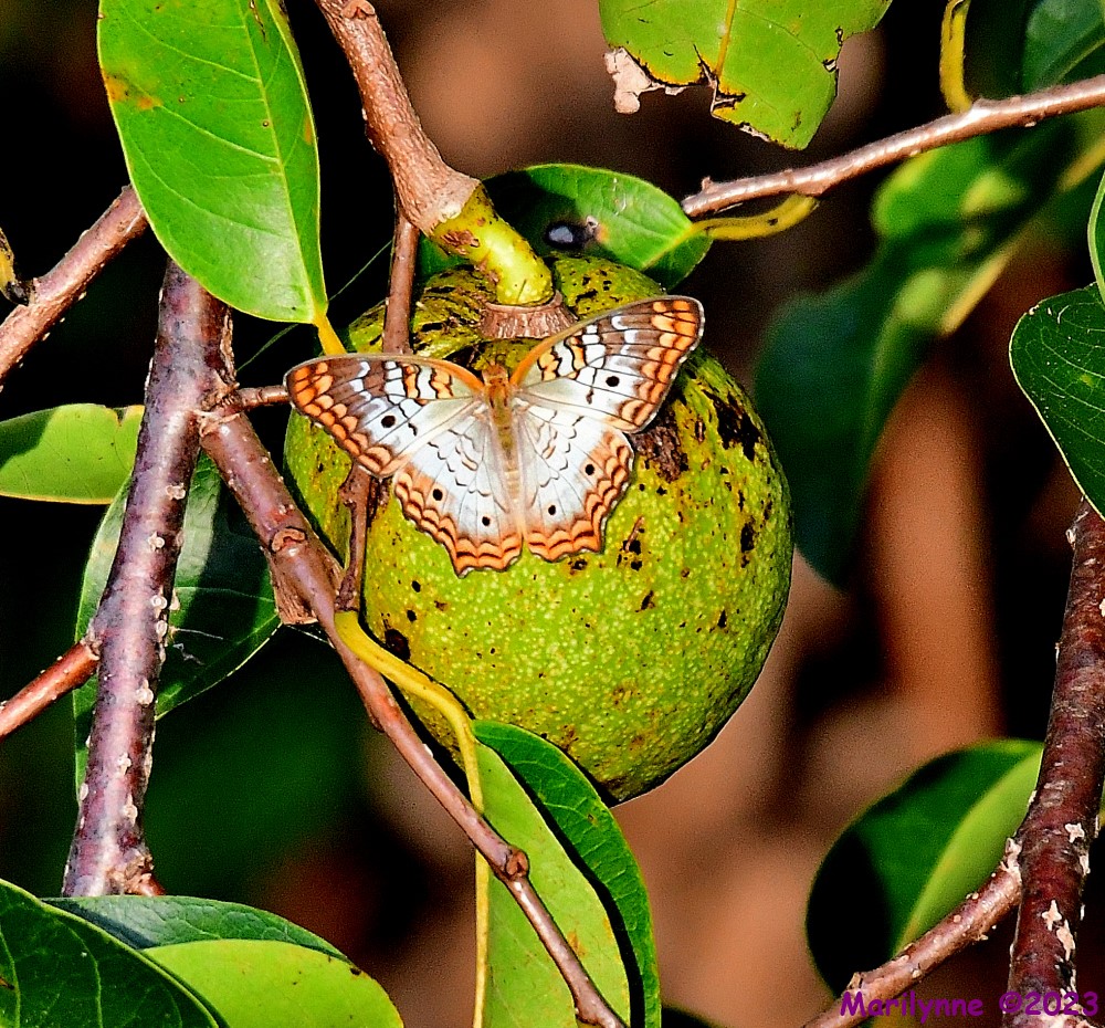 DSC_4940_001.JPG