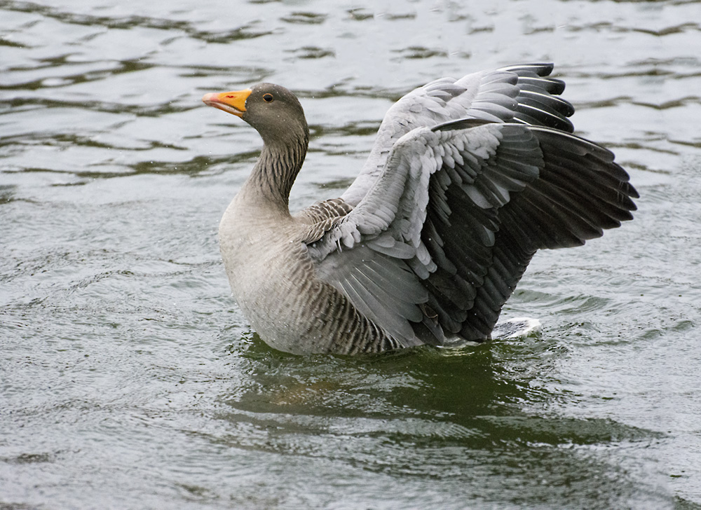 DSC_4941.jpg