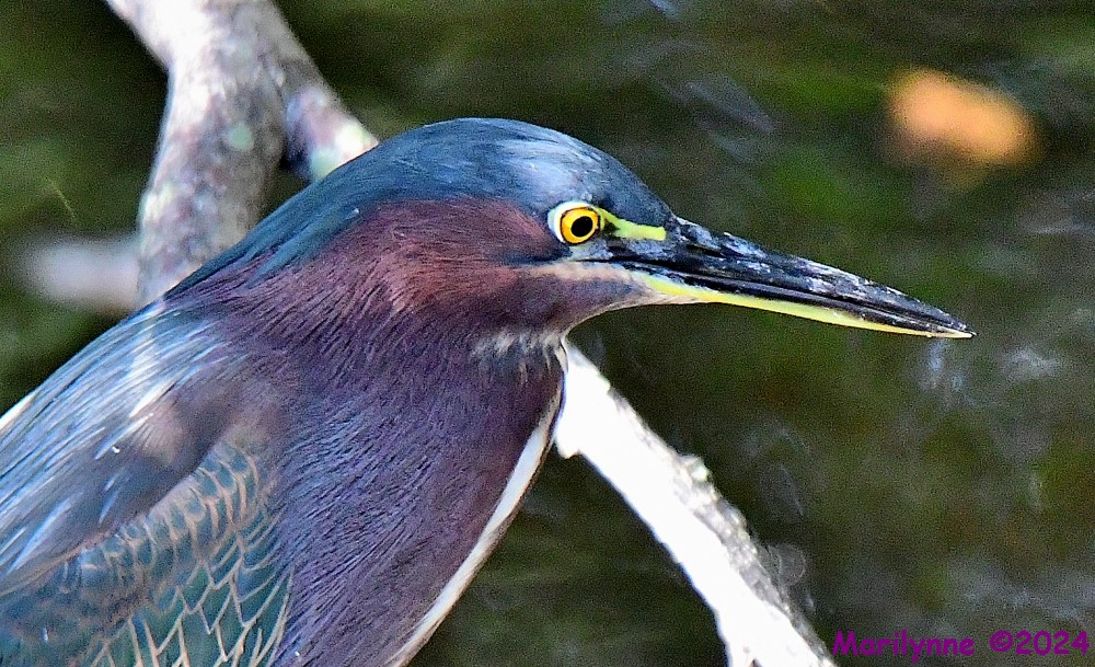 DSC_4941_001.JPG