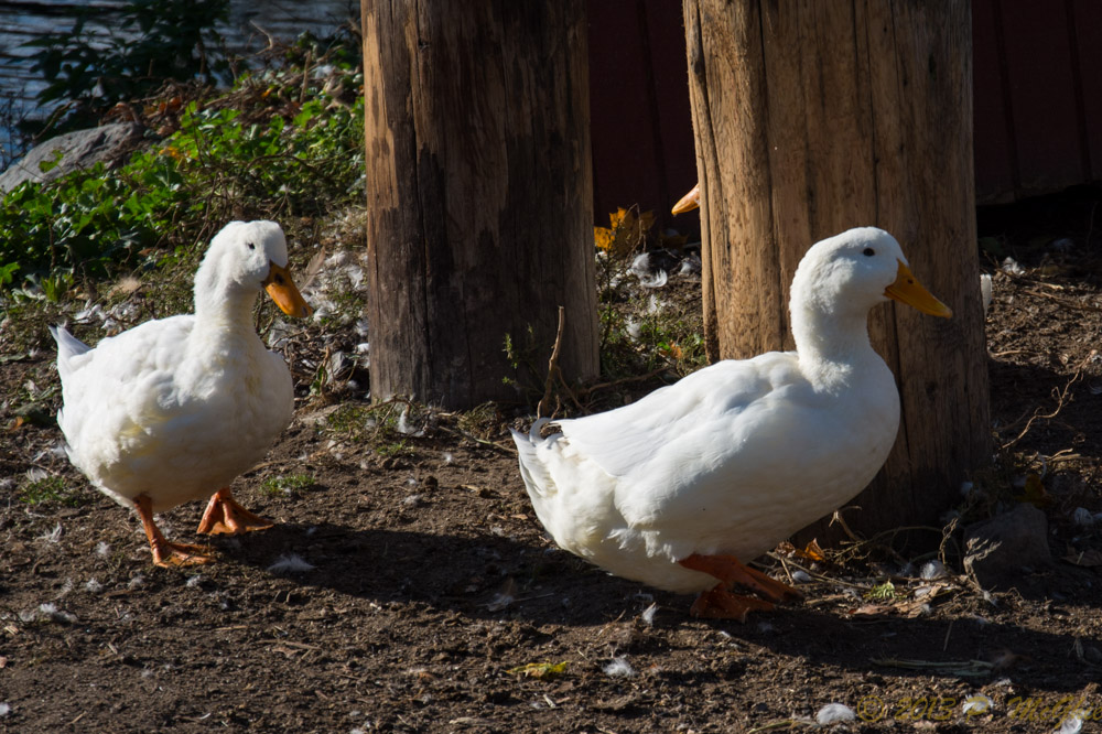 DSC_4942.jpg