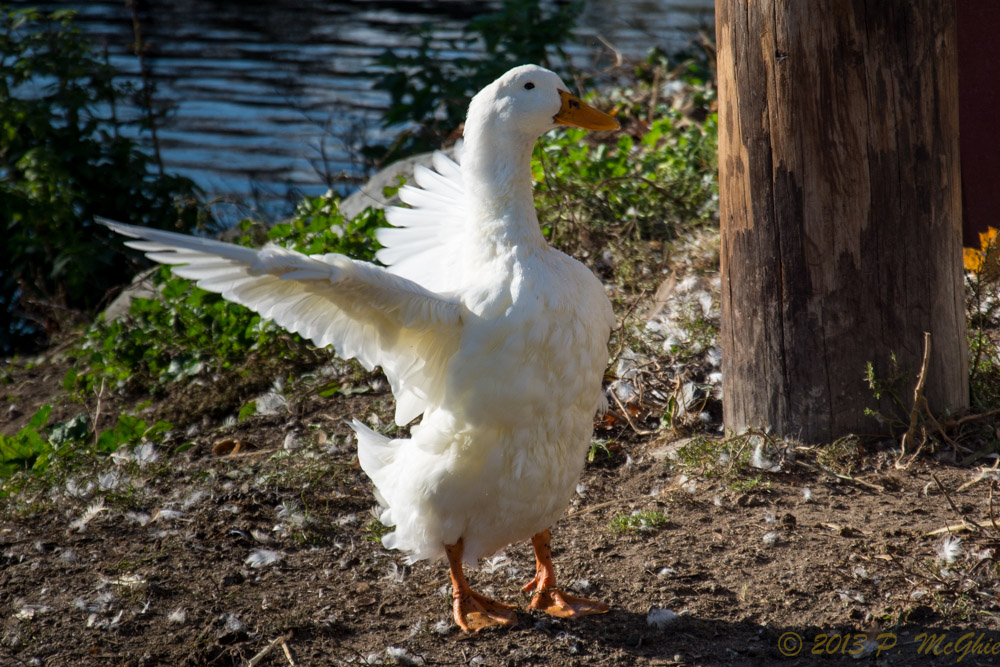 DSC_4944.jpg