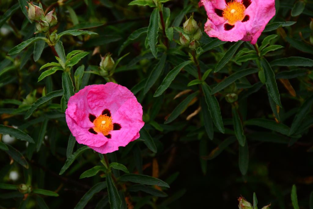 DSC_4945.jpg