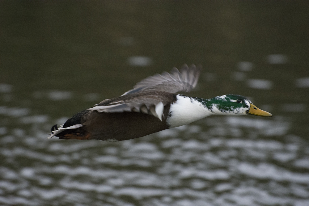 DSC_4946.jpg