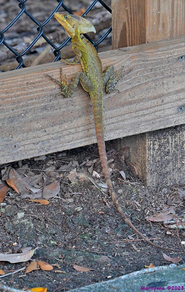 DSC_4946_001.JPG