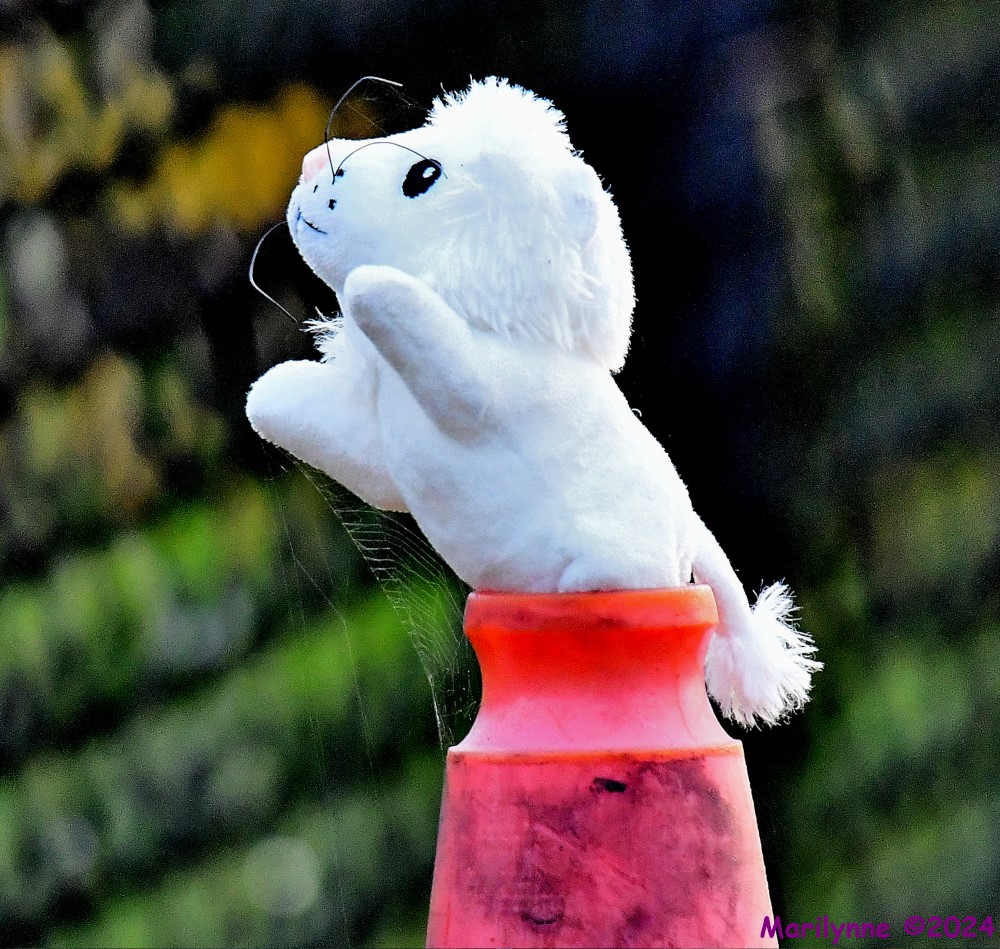 DSC_4946_001.JPG