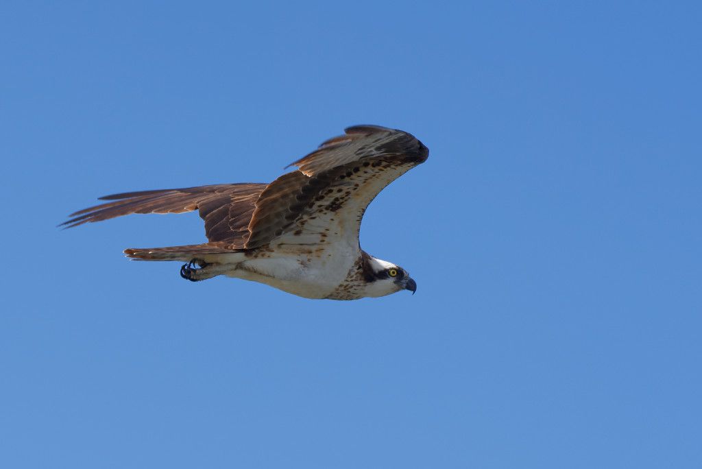 DSC_4946_DxO.jpg