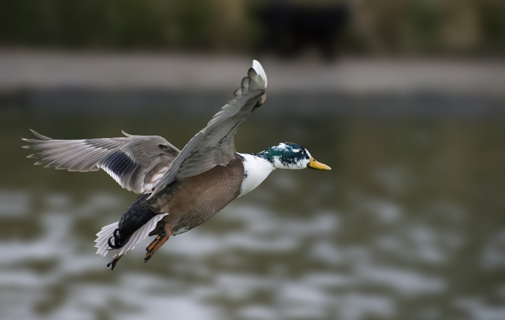 DSC_4948.jpg