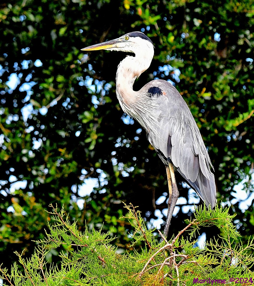 DSC_4948_001.JPG