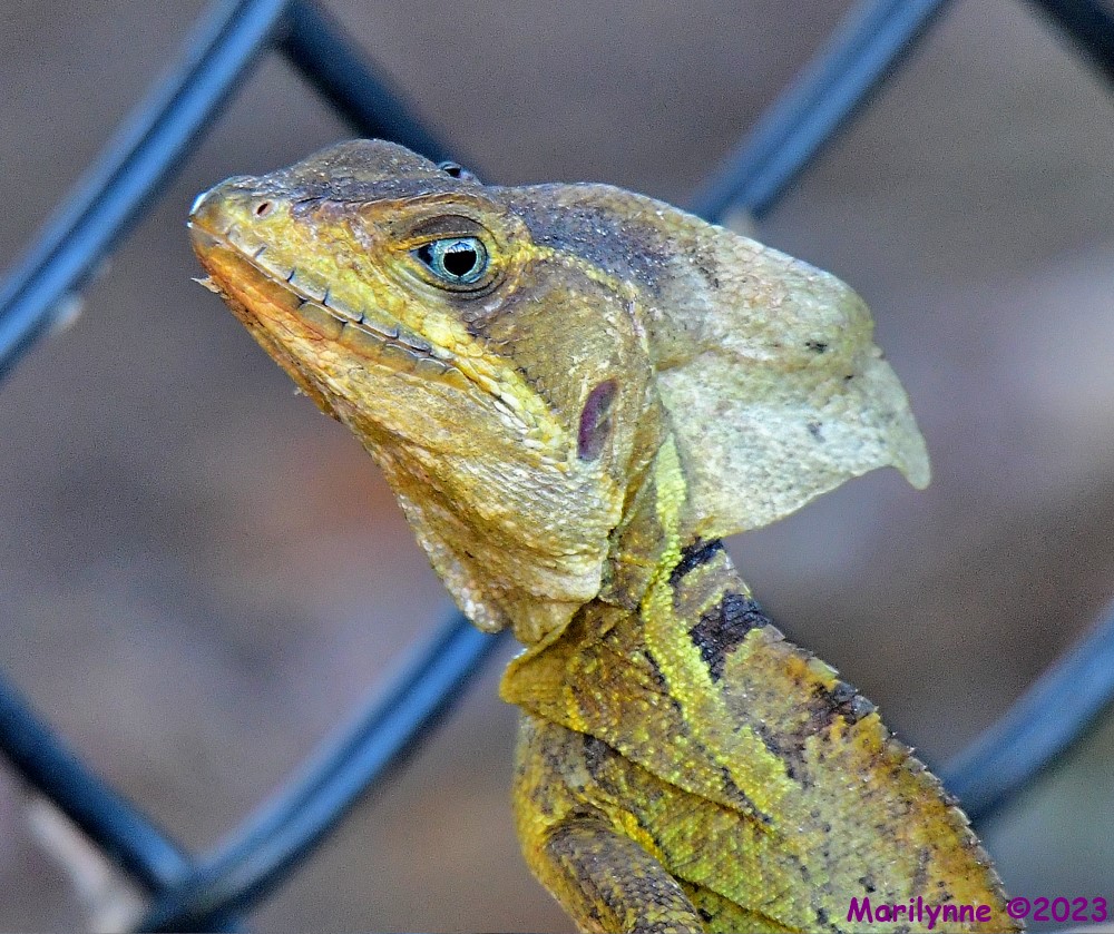 DSC_4949_001.JPG