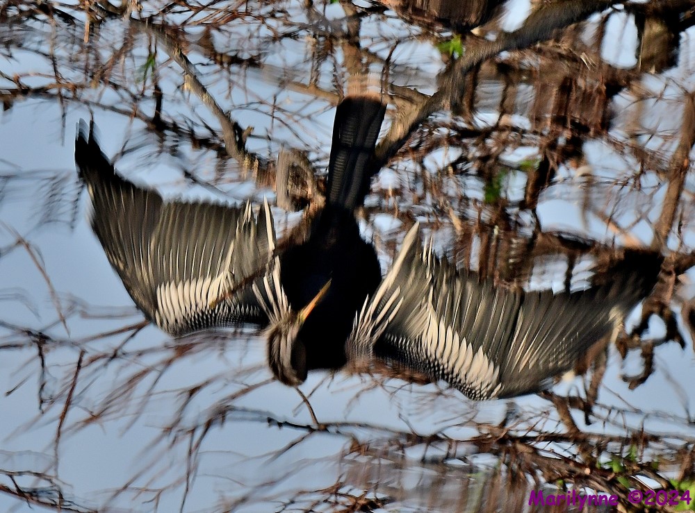 DSC_4950_001.JPG