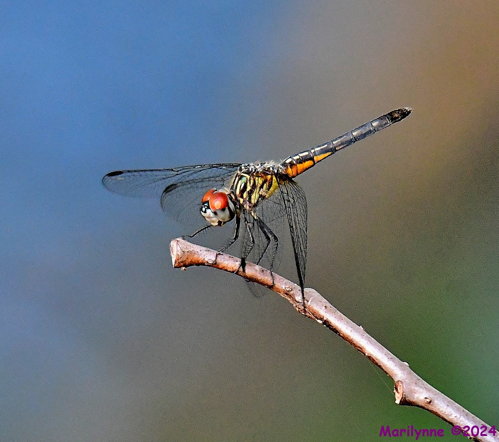 DSC_4953_001.JPG