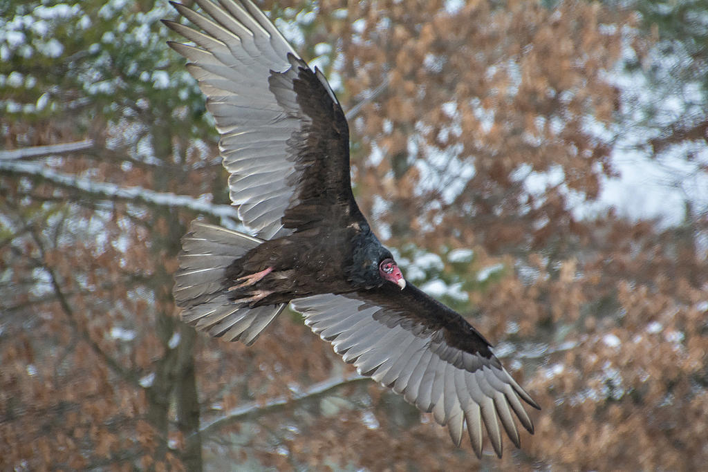 DSC_4954.jpg