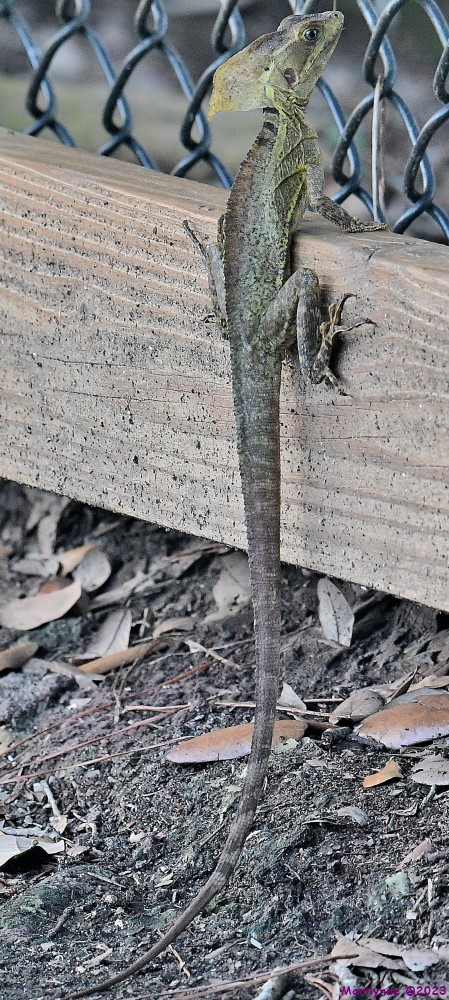 DSC_4955_001.JPG