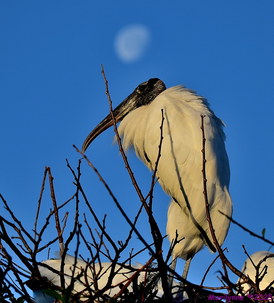 DSC_4955_001.JPG