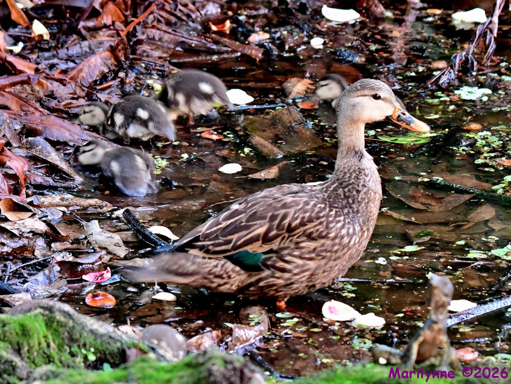 DSC_4955_001.JPG