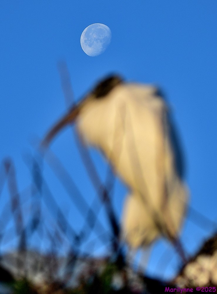 DSC_4956_001.JPG