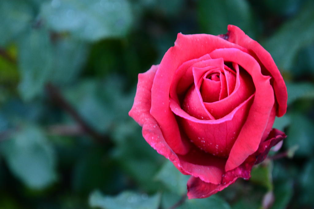 DSC_4957.jpg