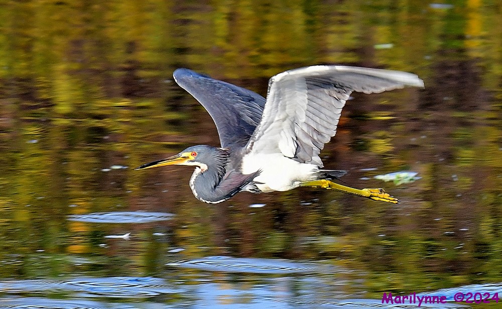 DSC_4957_001.JPG