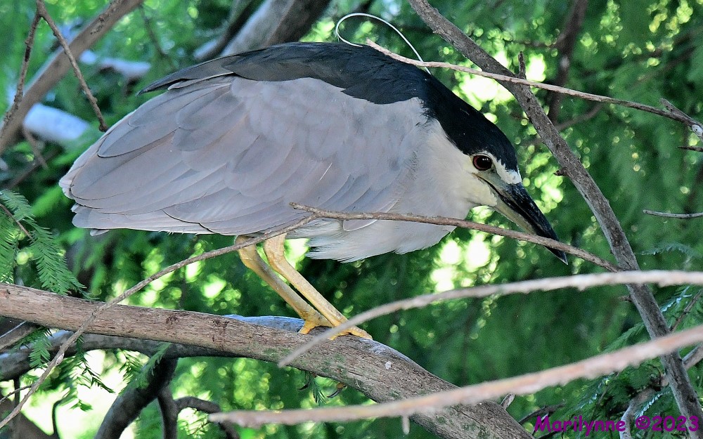 DSC_4960_001.JPG