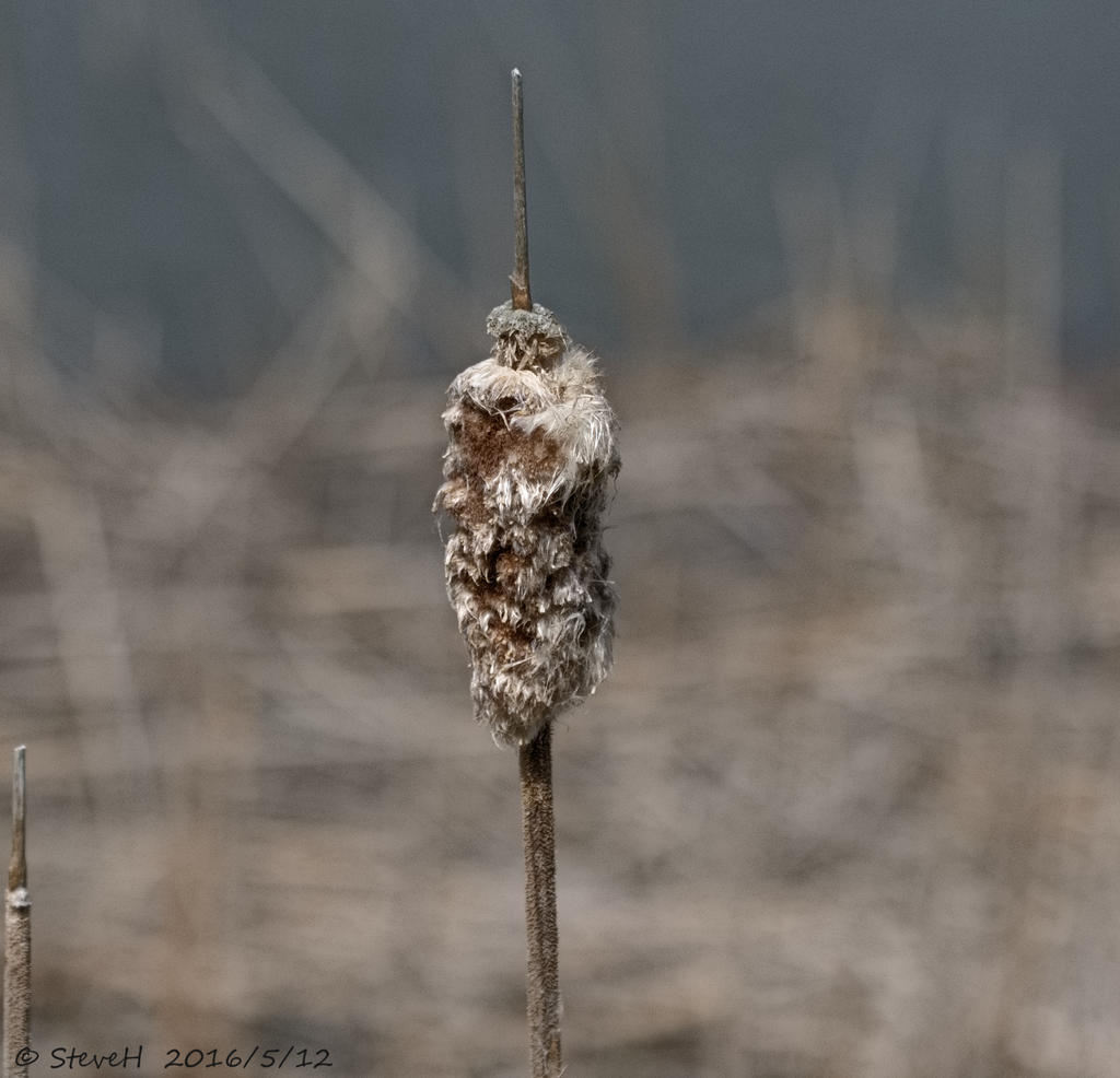 DSC_4963.jpg