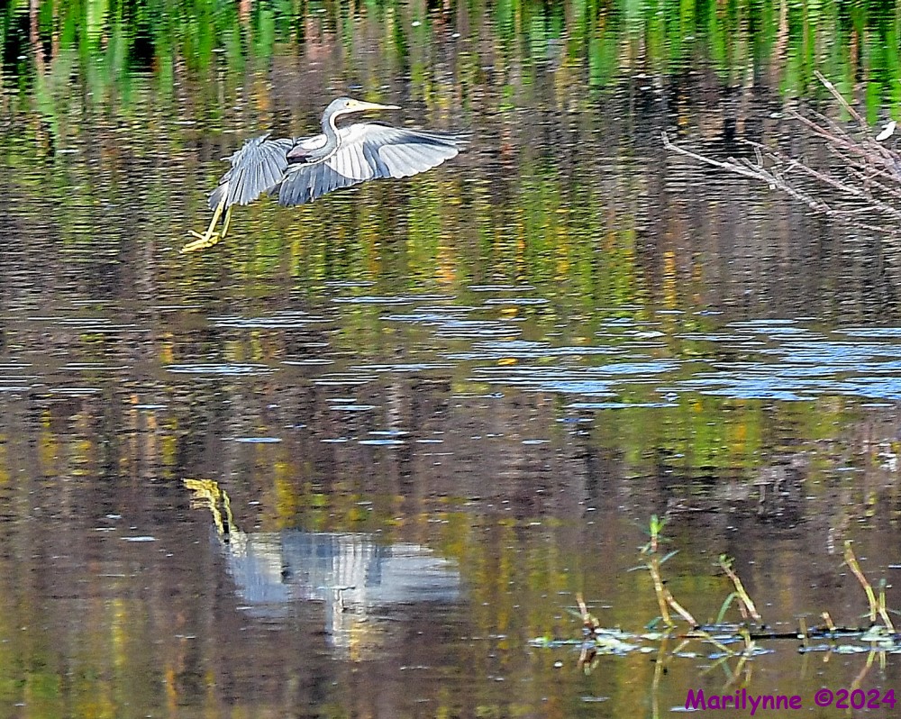 DSC_4963_001.JPG