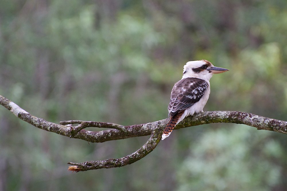 DSC_4964.jpg