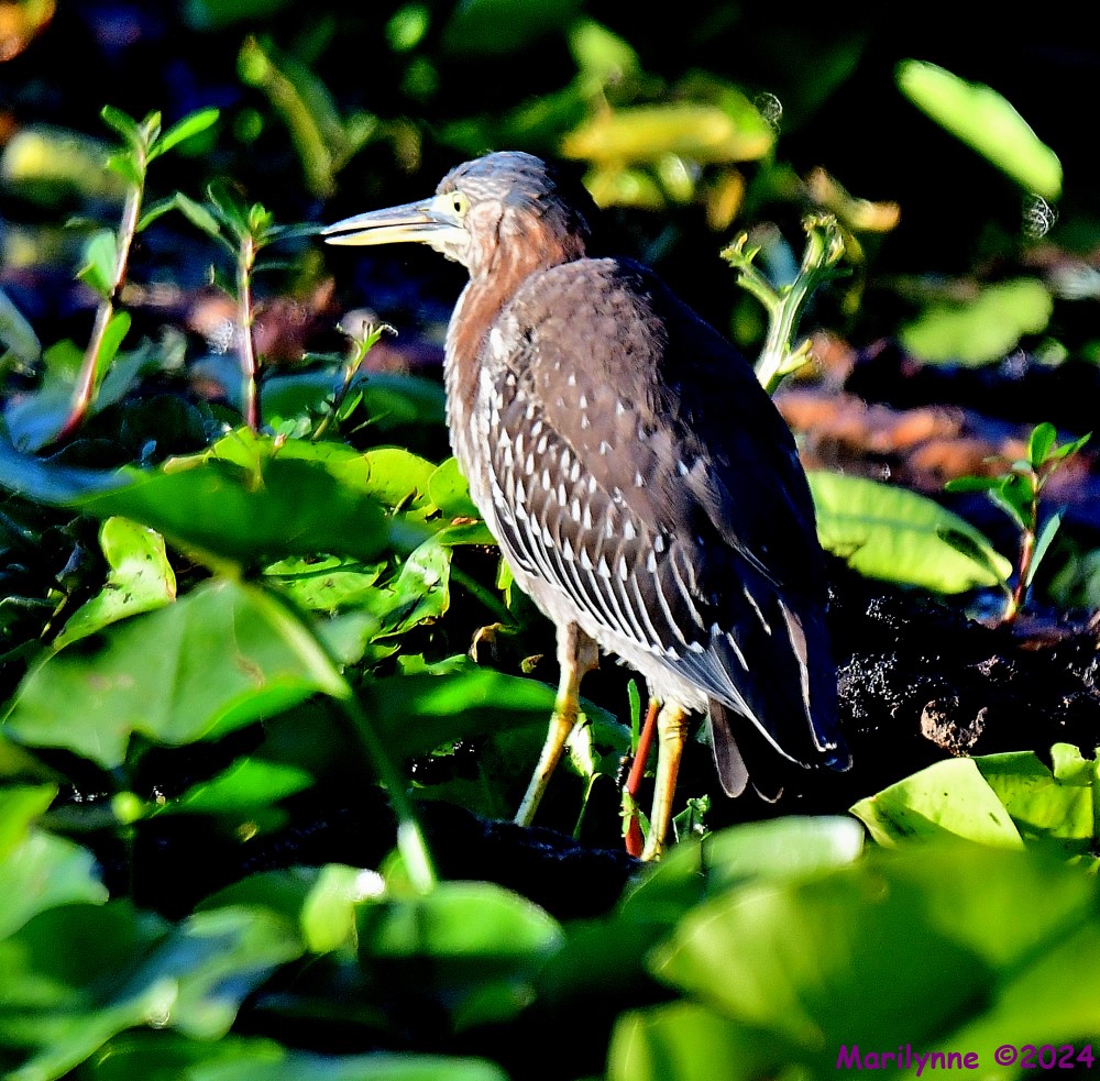 DSC_4964_001.JPG