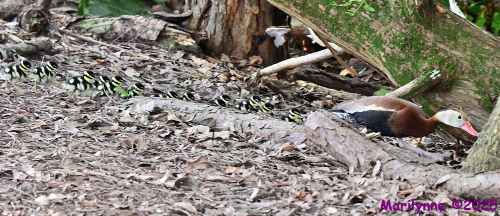 DSC_4964_001.JPG