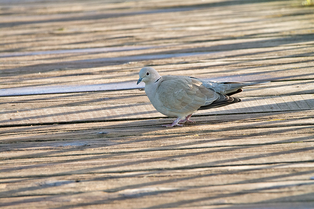 DSC_4965.jpg