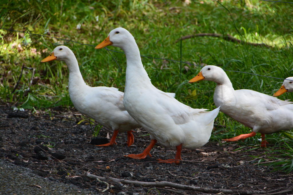 DSC_4967.jpg