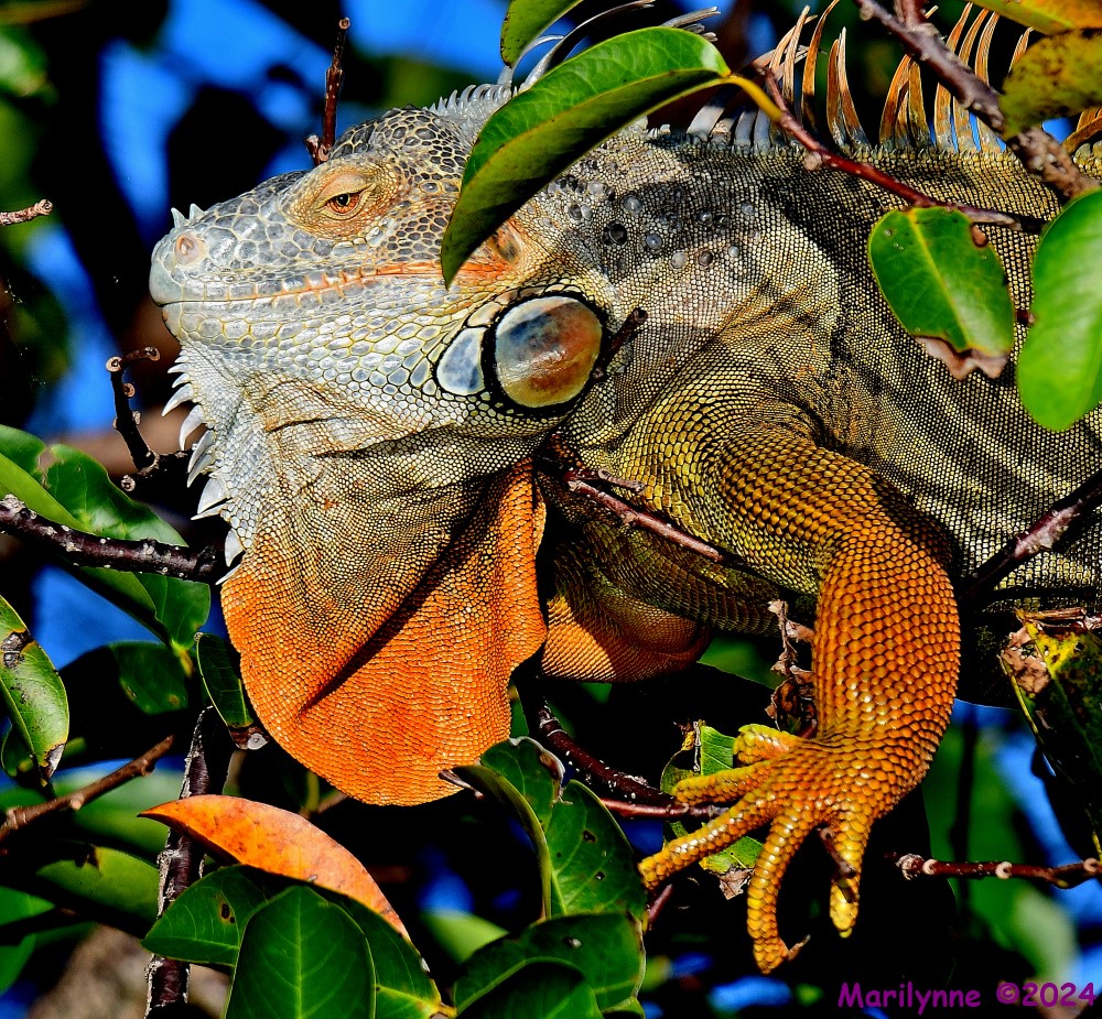 DSC_4967_001.JPG