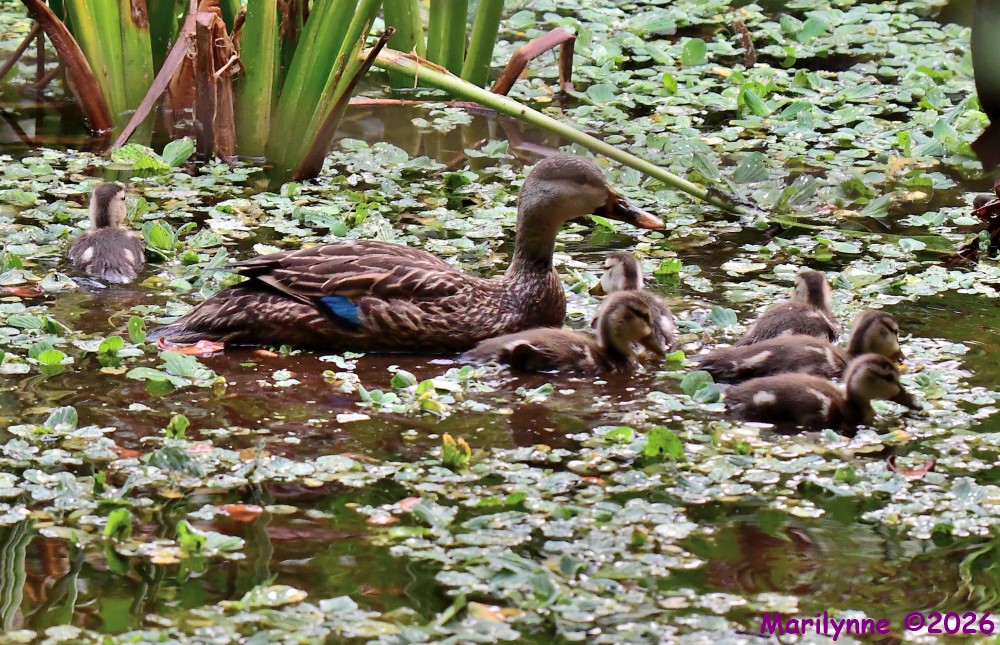DSC_4967_001.JPG