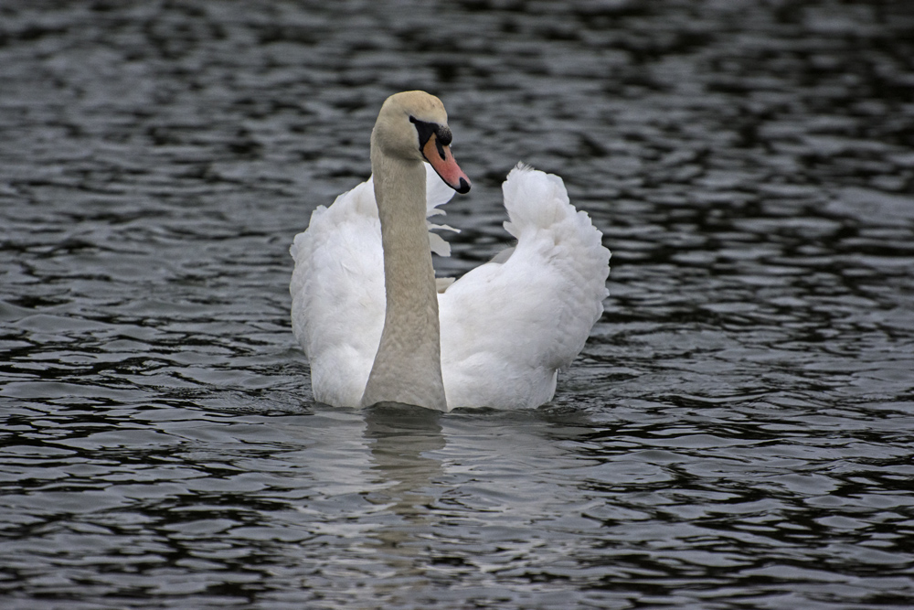 DSC_4968.jpg