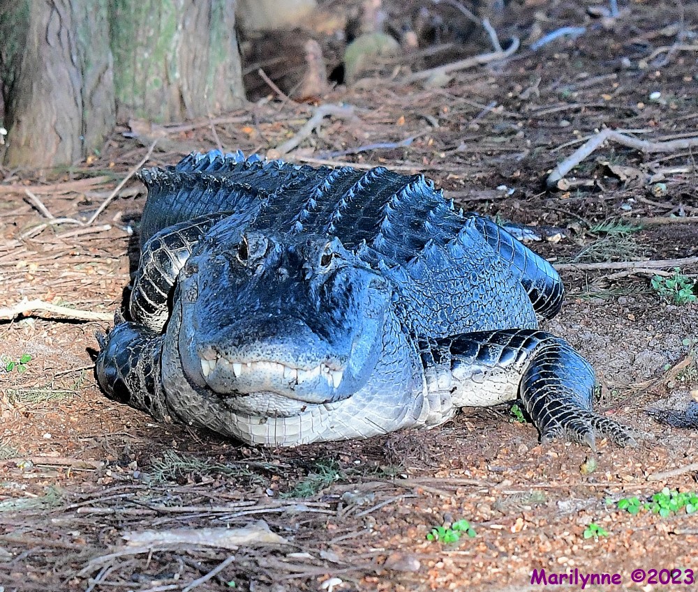 DSC_4968_001.JPG